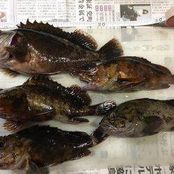 神戸沖堤防　ライトワインドでガシラ