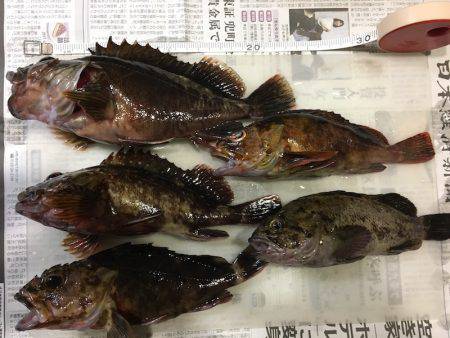 神戸沖堤防　ライトワインドでガシラ