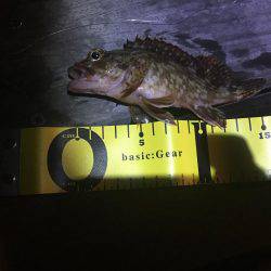 ガシラ メバル！