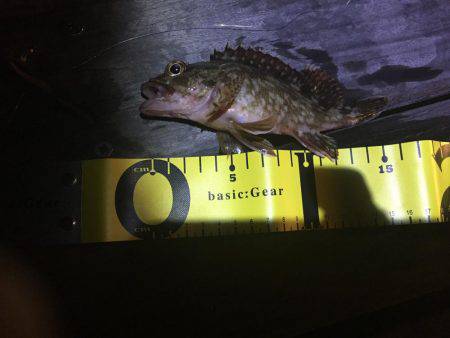 ガシラ メバル！