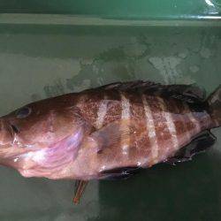 キスがポツポツ