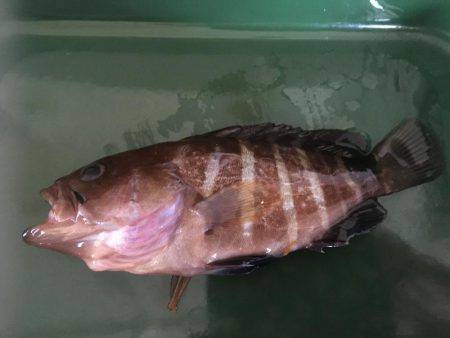 キスがポツポツ