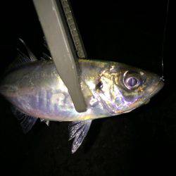 やっぱりアジング