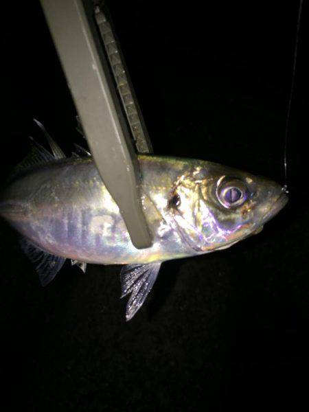 やっぱりアジング