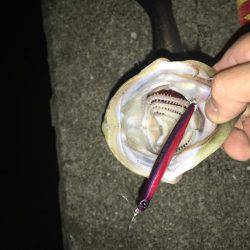 神戸湾奥バチパターン健在