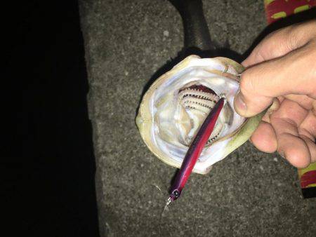 神戸湾奥バチパターン健在