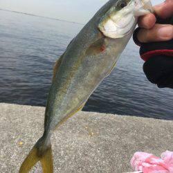 ツバスの時合い