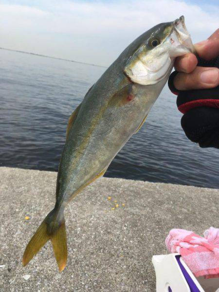 ツバスの時合い