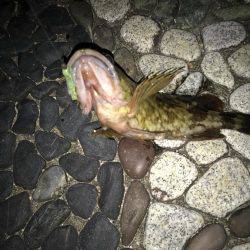 メバリングしに来たのに？！