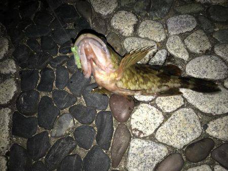 メバリングしに来たのに？！