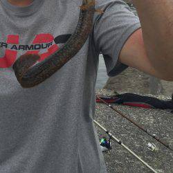 メゴチ　ギンポ　アナゴ