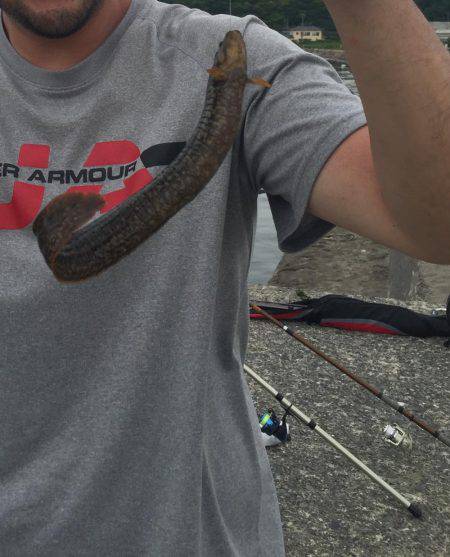 メゴチ　ギンポ　アナゴ