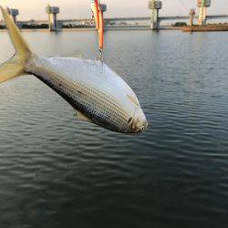 シーバス好調！！