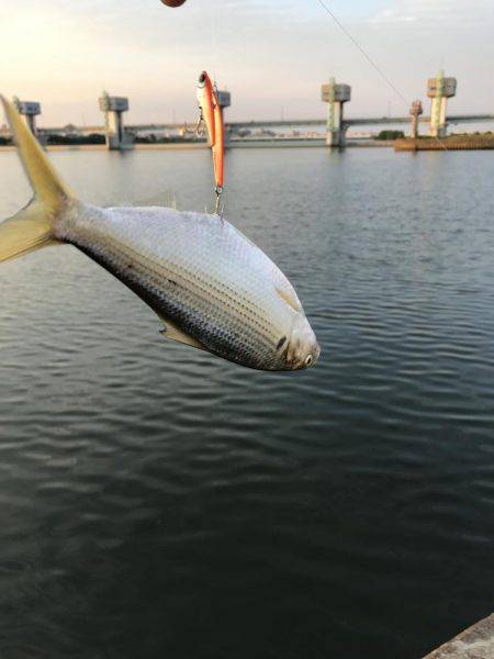 シーバス好調！！