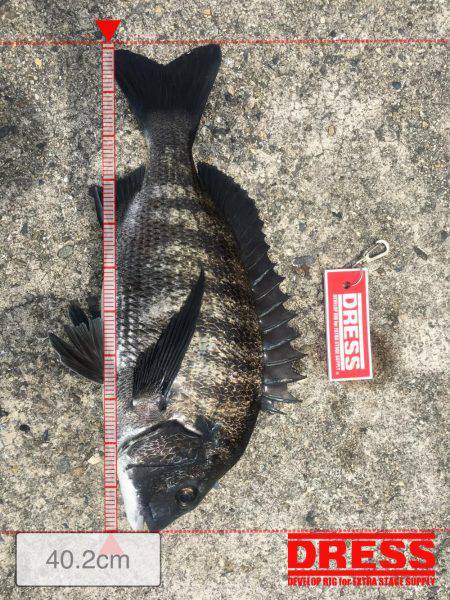 またヘチ釣りに行ってきましたが