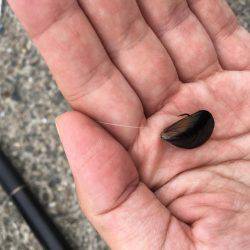 珍しいカンダイ！