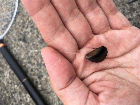 珍しいカンダイ！