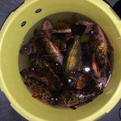 今期最後のロック便