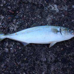 初投稿  超！巨大な