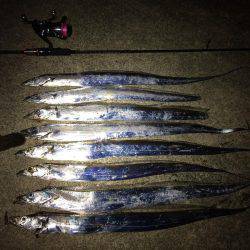 夕マヅメの太刀魚