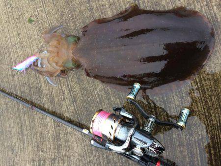 久々のエギング