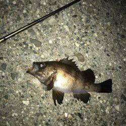 メバル・ガシラ・シーバス