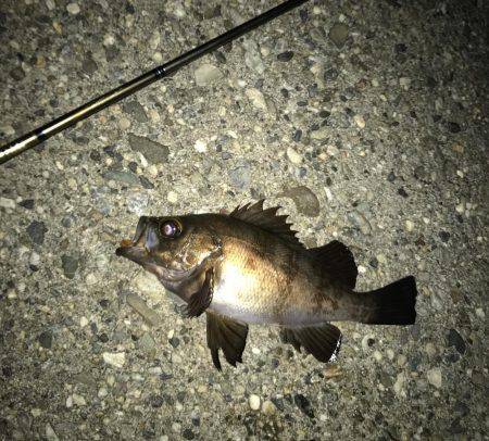 メバル・ガシラ・シーバス