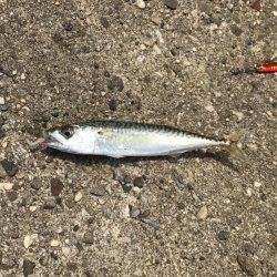 ツバス・アコウ