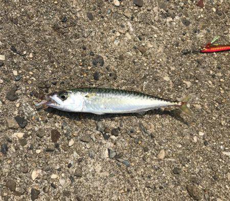 ツバス・アコウ