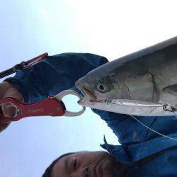 久しぶりのハマチ