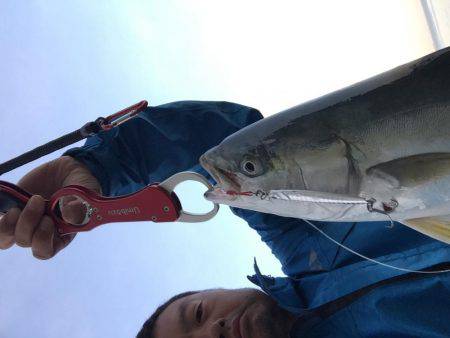 久しぶりのハマチ