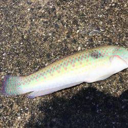 ダツ、ベラ、キス