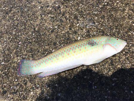 ダツ、ベラ、キス