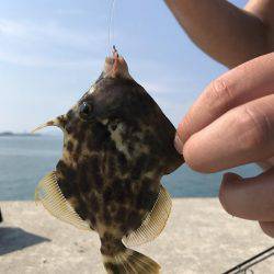 タコ、カワハギ