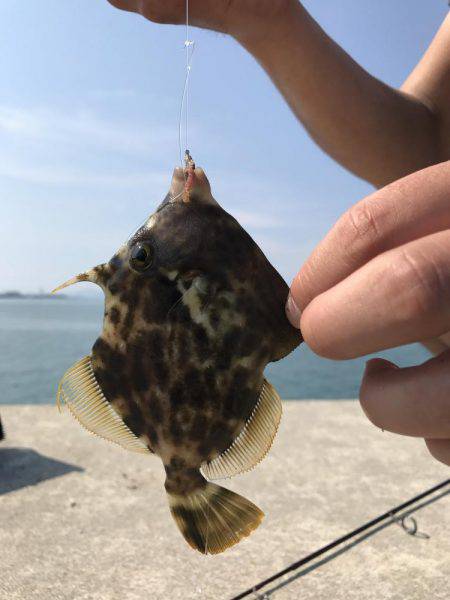 タコ、カワハギ