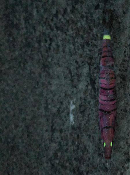 産卵日前後狙い打ち陸っぱりエギング