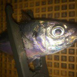 リバーアジング