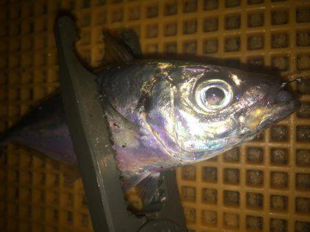 リバーアジング