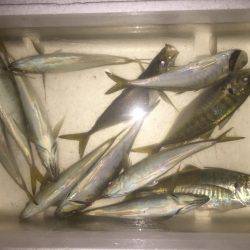 アジを求めて・・・