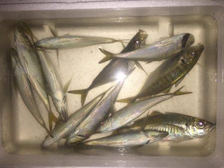 アジを求めて・・・