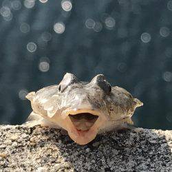 サイズ的にはまだ早いようです。