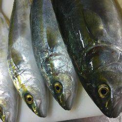 ツバス情報を見て出かけました。