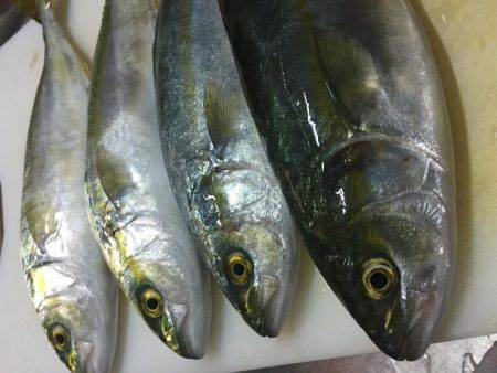 ツバス情報を見て出かけました。