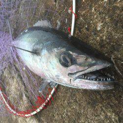 南の島に遠征！