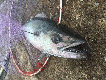 南の島に遠征！