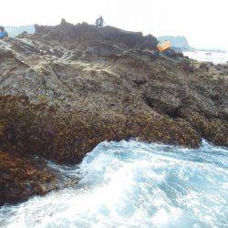 シマアジ・・・・グレ・・・・