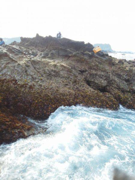 シマアジ・・・・グレ・・・・