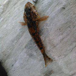 下津付近の地磯にて