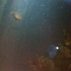 サビキ釣りで子アジ狙い