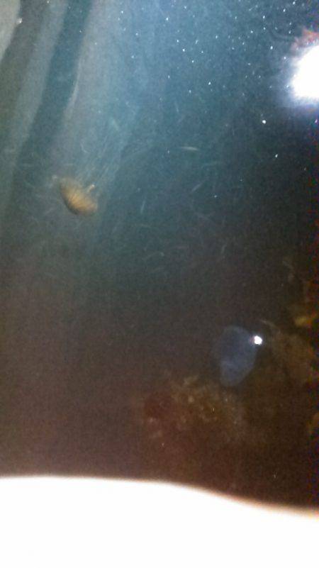 サビキ釣りで子アジ狙い